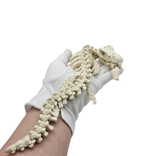 Dinozaur Mozazaur | Szkielet sonco.pl