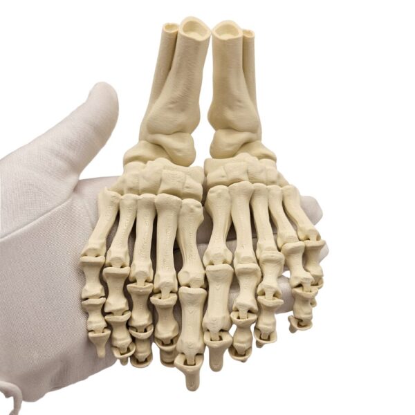 Kościste Stopy | Szkielet sonco.pl