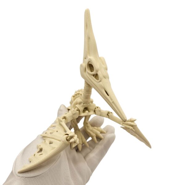 Dinozaur Pteranodon | Szkielet sonco.pl